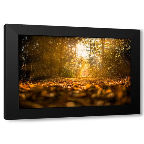 Fall Trees 5 Black Modern Wood Framed Art Print by Lee, Rachel