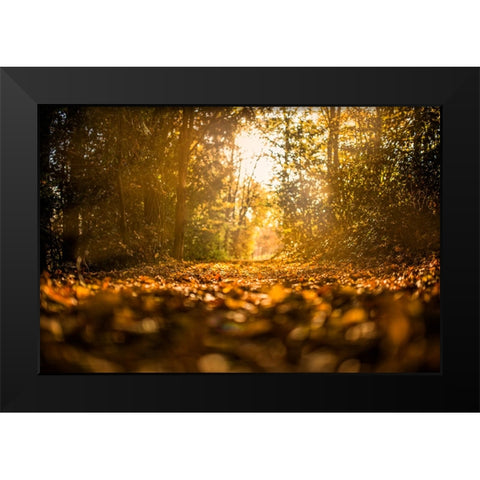 Fall Trees 5 Black Modern Wood Framed Art Print by Lee, Rachel