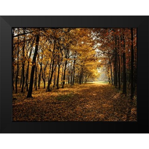 Fall Trees 9 Black Modern Wood Framed Art Print by Lee, Rachel