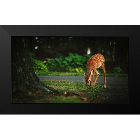 Fawn Black Modern Wood Framed Art Print by Lee, Rachel