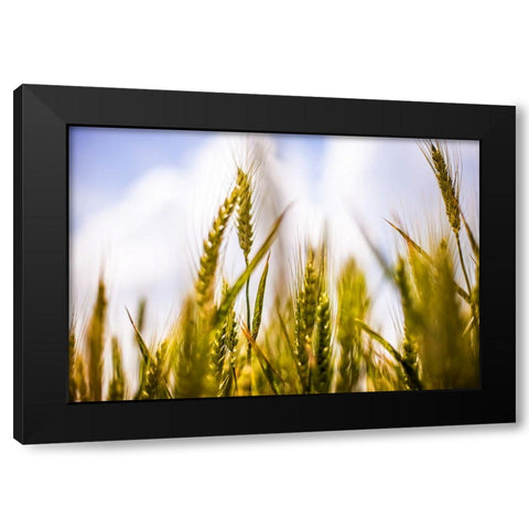 Field 1 Black Modern Wood Framed Art Print by Lee, Rachel