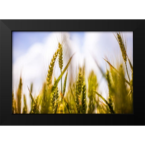 Field 1 Black Modern Wood Framed Art Print by Lee, Rachel