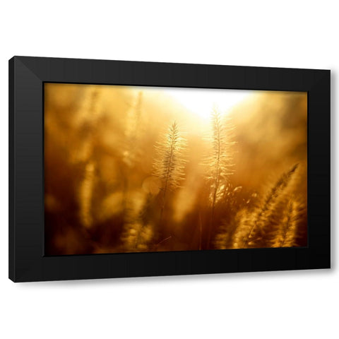 Field 10 Black Modern Wood Framed Art Print by Lee, Rachel