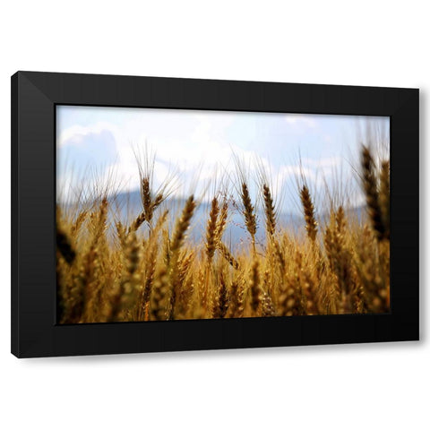 Field 11 Black Modern Wood Framed Art Print with Double Matting by Lee, Rachel