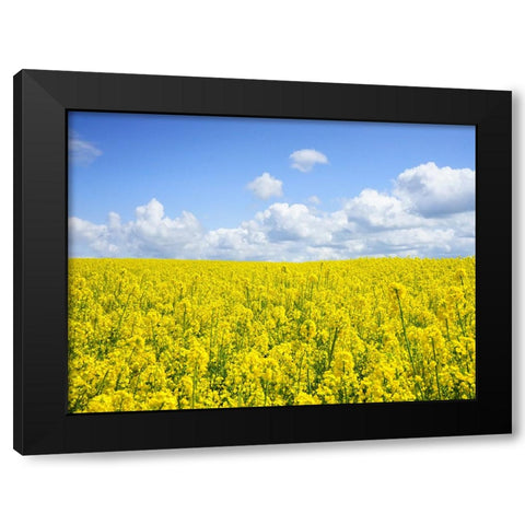 Field 15 Black Modern Wood Framed Art Print by Lee, Rachel