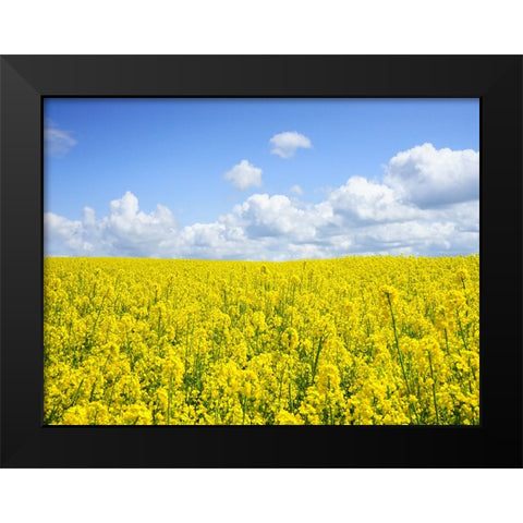 Field 15 Black Modern Wood Framed Art Print by Lee, Rachel
