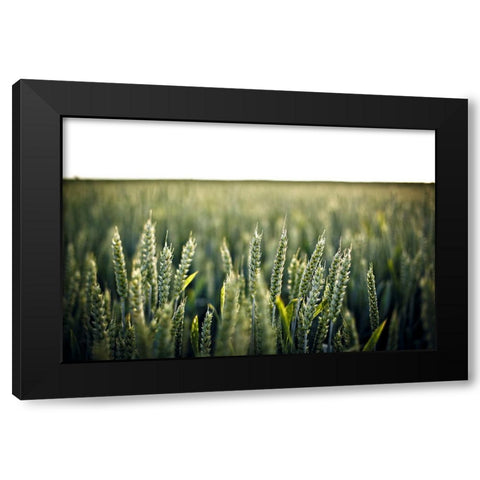Field 2 Black Modern Wood Framed Art Print by Lee, Rachel