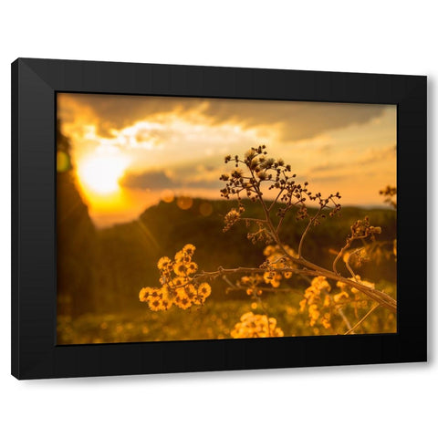 Field 23 Black Modern Wood Framed Art Print by Lee, Rachel