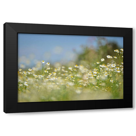 Field 3 Black Modern Wood Framed Art Print with Double Matting by Lee, Rachel
