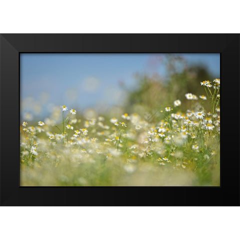 Field 3 Black Modern Wood Framed Art Print by Lee, Rachel
