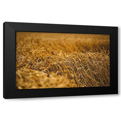 Field 5 Black Modern Wood Framed Art Print by Lee, Rachel