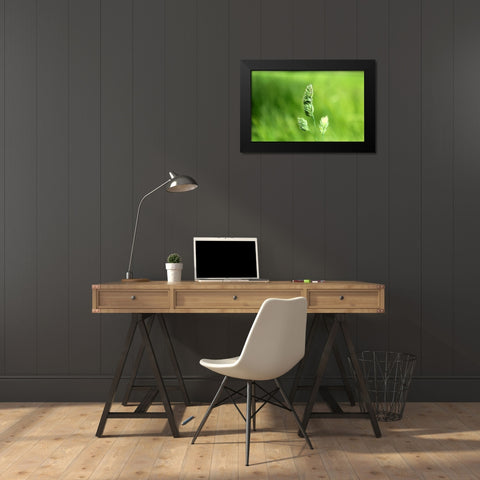 Field 7 Black Modern Wood Framed Art Print by Lee, Rachel
