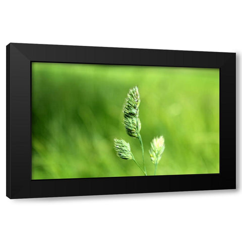 Field 7 Black Modern Wood Framed Art Print with Double Matting by Lee, Rachel