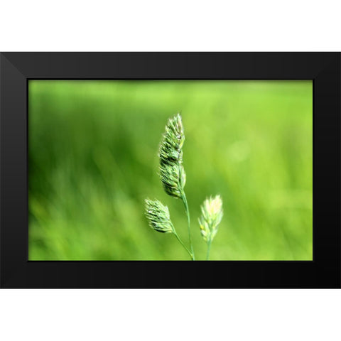 Field 7 Black Modern Wood Framed Art Print by Lee, Rachel