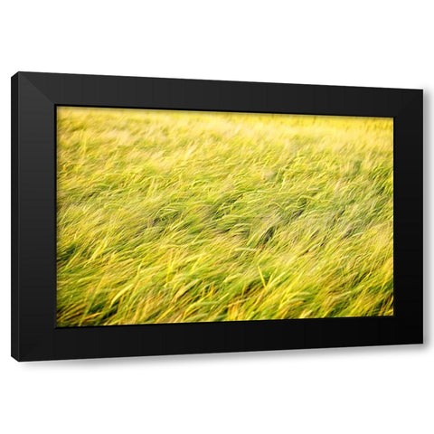 Field 8 Black Modern Wood Framed Art Print by Lee, Rachel