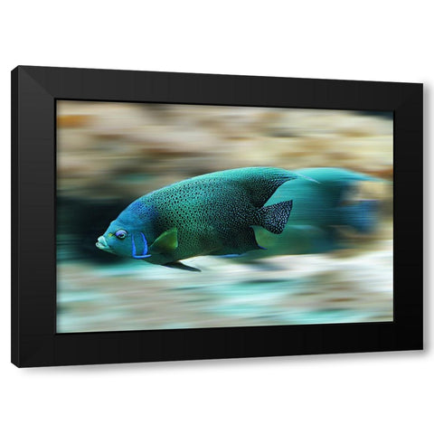 Fish Black Modern Wood Framed Art Print with Double Matting by Lee, Rachel