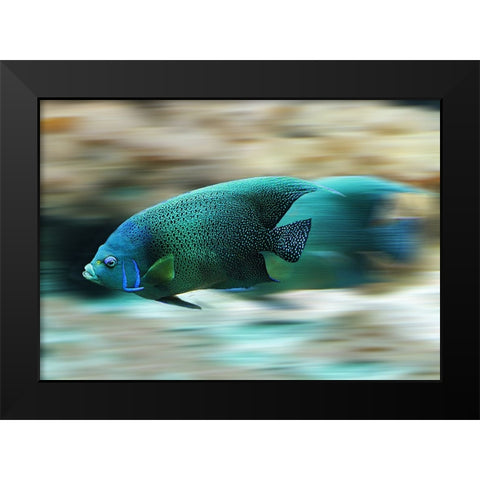 Fish Black Modern Wood Framed Art Print by Lee, Rachel