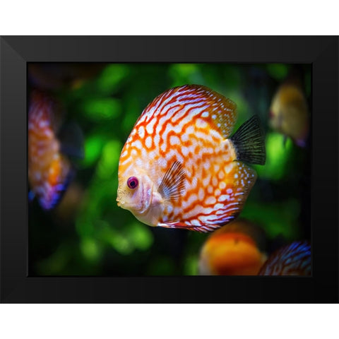 Fish 2 Black Modern Wood Framed Art Print by Lee, Rachel