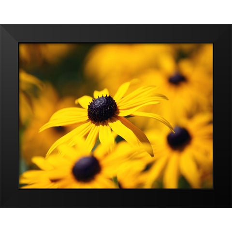 Flower 46 Black Modern Wood Framed Art Print by Lee, Rachel