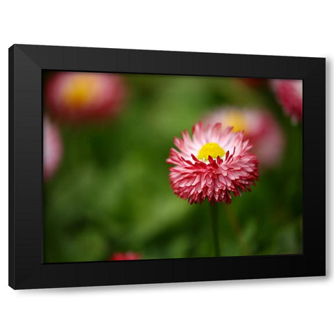 Flower 51 Black Modern Wood Framed Art Print by Lee, Rachel