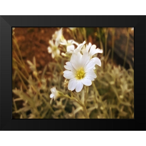 Flower 52 Black Modern Wood Framed Art Print by Lee, Rachel