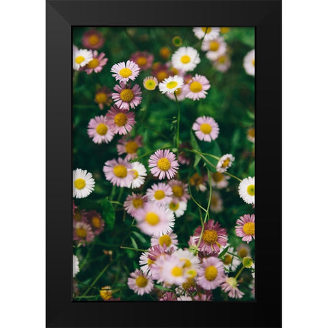 Flower 53 Black Modern Wood Framed Art Print by Lee, Rachel