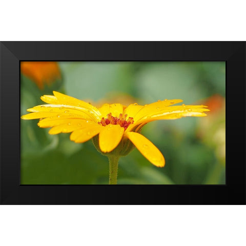 Flower 57 Black Modern Wood Framed Art Print by Lee, Rachel