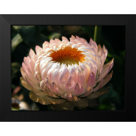 Flower 59 Black Modern Wood Framed Art Print by Lee, Rachel
