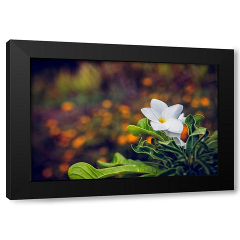 Flower 6 Black Modern Wood Framed Art Print with Double Matting by Lee, Rachel