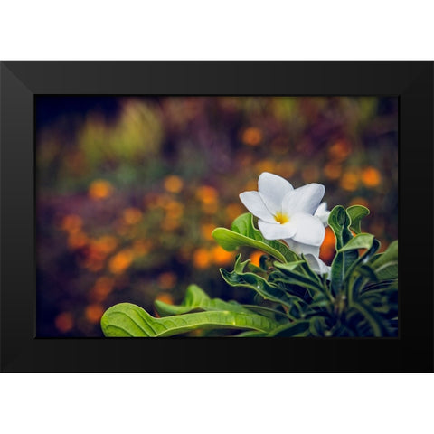 Flower 6 Black Modern Wood Framed Art Print by Lee, Rachel