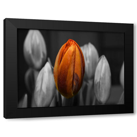 Flower 66 Black Modern Wood Framed Art Print with Double Matting by Lee, Rachel