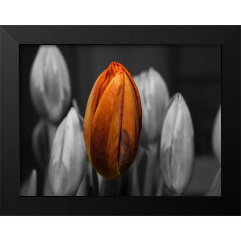 Flower 66 Black Modern Wood Framed Art Print by Lee, Rachel
