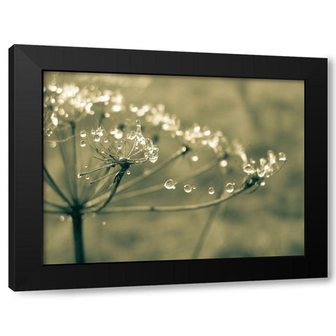 Flower 67 Black Modern Wood Framed Art Print by Lee, Rachel