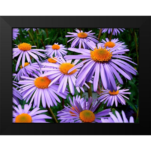 Flower 69 Black Modern Wood Framed Art Print by Lee, Rachel