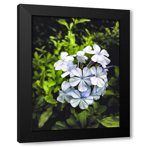 Flower 71 Black Modern Wood Framed Art Print by Lee, Rachel