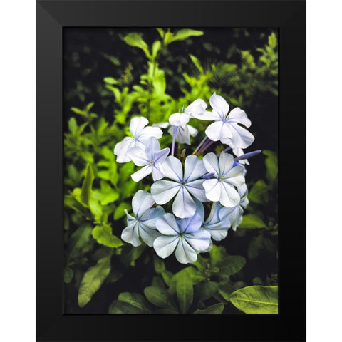 Flower 71 Black Modern Wood Framed Art Print by Lee, Rachel