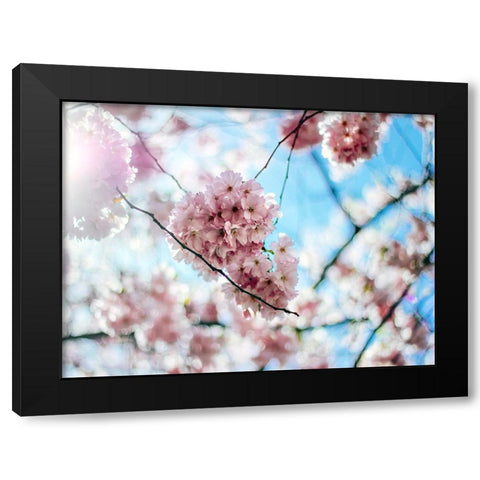 Flower 80 Black Modern Wood Framed Art Print with Double Matting by Lee, Rachel