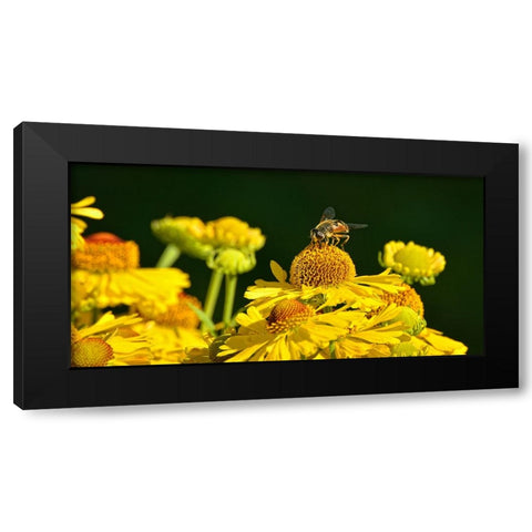 Flower Bee Black Modern Wood Framed Art Print by Lee, Rachel