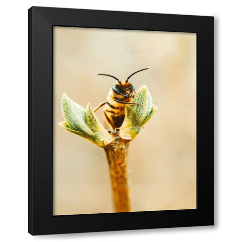 Flower Bee 3 Black Modern Wood Framed Art Print by Lee, Rachel