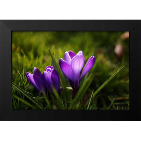 Flower Lilac Black Modern Wood Framed Art Print by Lee, Rachel