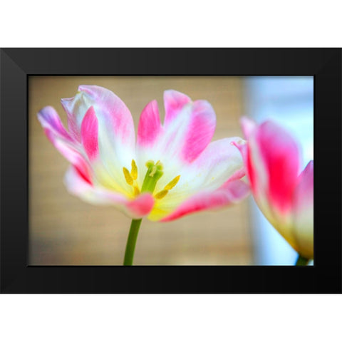 Flower Pink Black Modern Wood Framed Art Print by Lee, Rachel