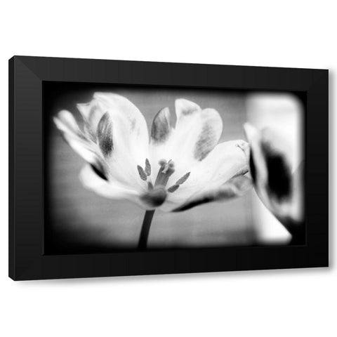 Flower Pink BW Holga Black Modern Wood Framed Art Print by Lee, Rachel