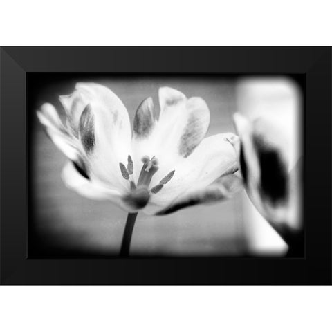 Flower Pink BW Holga Black Modern Wood Framed Art Print by Lee, Rachel