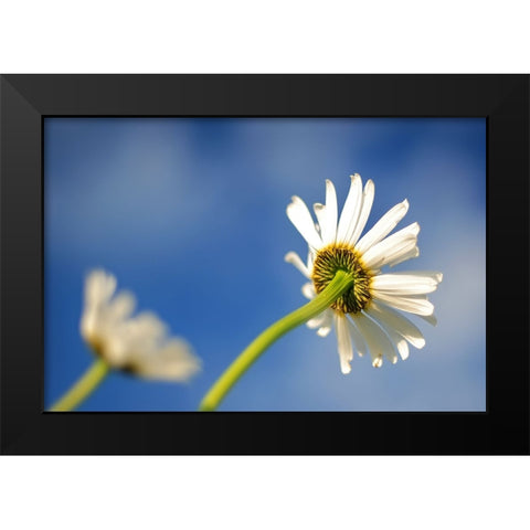 Flower White Black Modern Wood Framed Art Print by Lee, Rachel