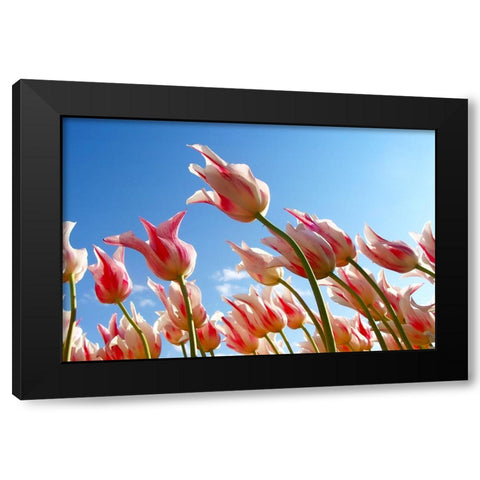 Flower Tulips Black Modern Wood Framed Art Print with Double Matting by Lee, Rachel