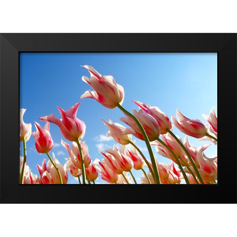 Flower Tulips Black Modern Wood Framed Art Print by Lee, Rachel