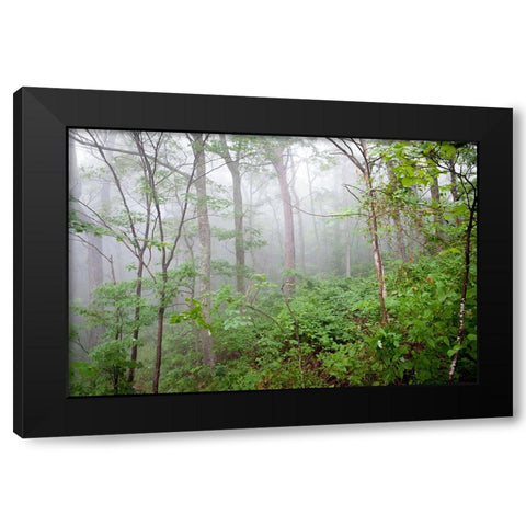 Foggy Forest Black Modern Wood Framed Art Print with Double Matting by Lee, Rachel