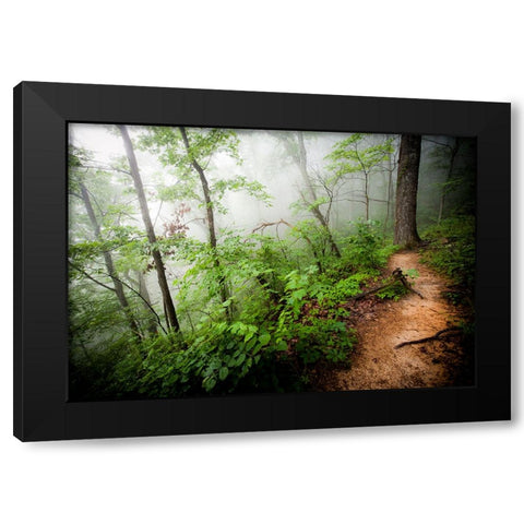 Foggy Forest Path Black Modern Wood Framed Art Print with Double Matting by Lee, Rachel