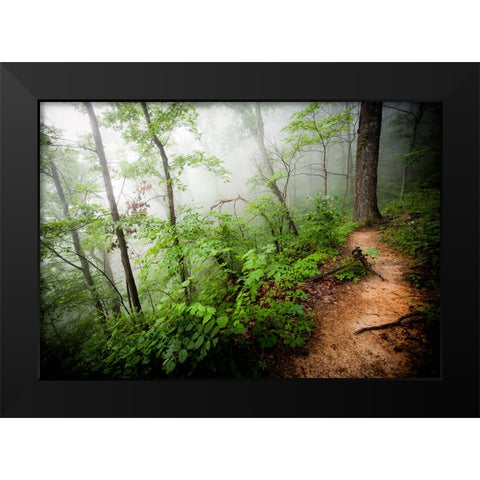 Foggy Forest Path Black Modern Wood Framed Art Print by Lee, Rachel