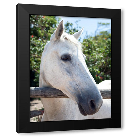 Horse 8 Black Modern Wood Framed Art Print by Lee, Rachel